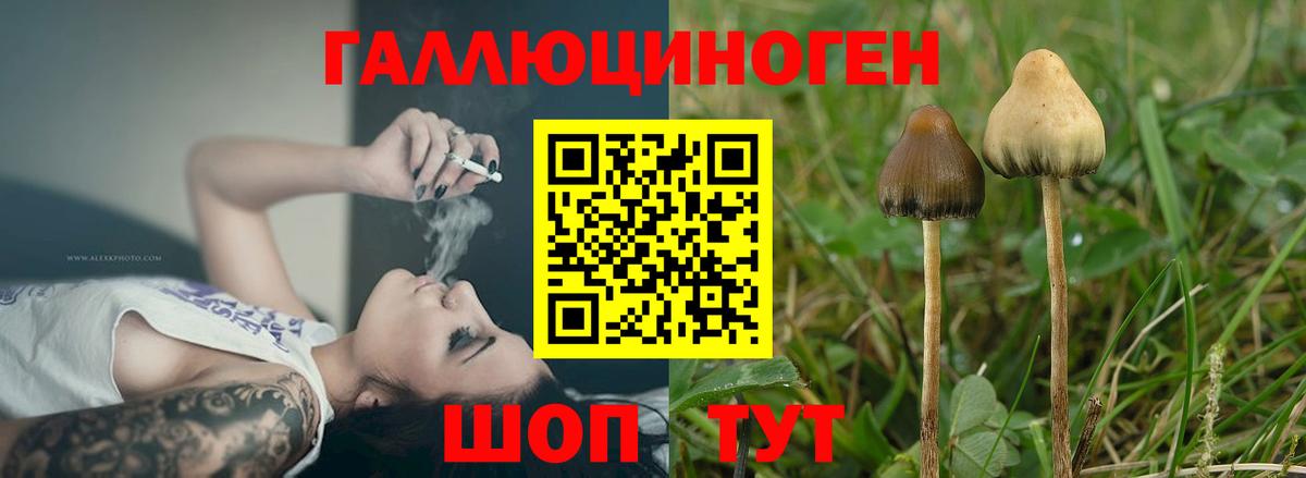 Новошахтинск  Псилоцибиновые грибы Psilocybine cubensis  Вход с VPN 
